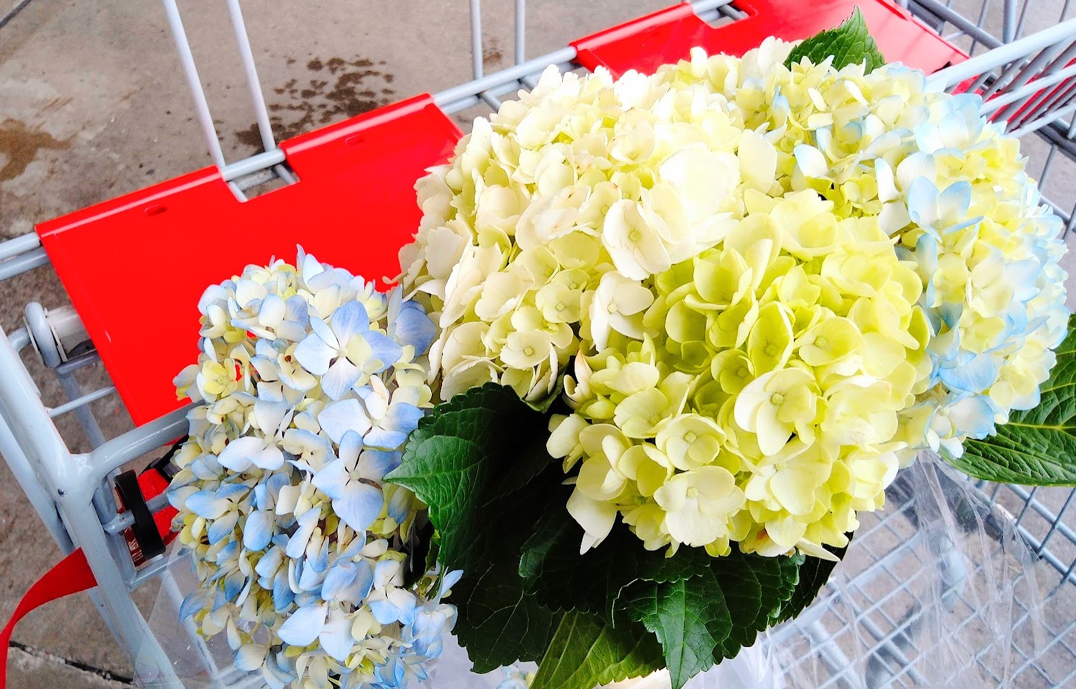 コストコホールセールジャパン川崎倉庫店２０２５年５月購入品グロワーズバンチ（季節の花束）アジサイ切り花