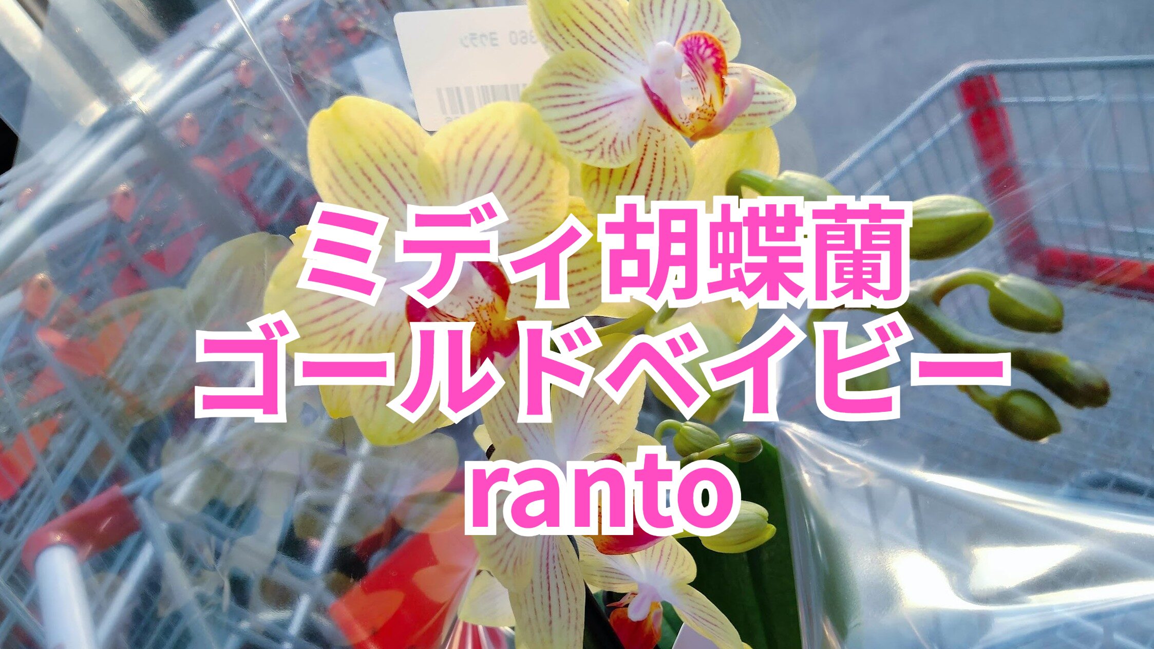 ｺｽﾄｺﾎｰﾙｾｰﾙ川崎倉庫２０２５年１月購入品（sheena orchids椎名洋ラン園gold baby）ranto　