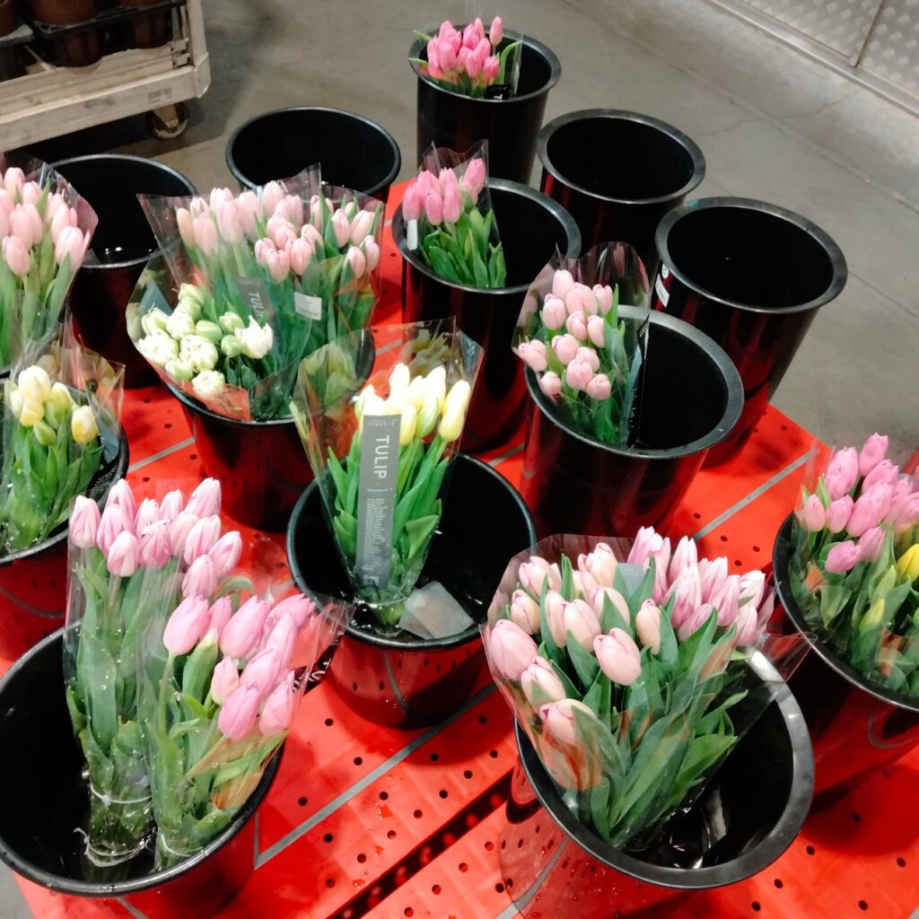 コストコホールセール川崎倉庫店２０２６年２月中旬の花売場（センティア砺波チューリップ）