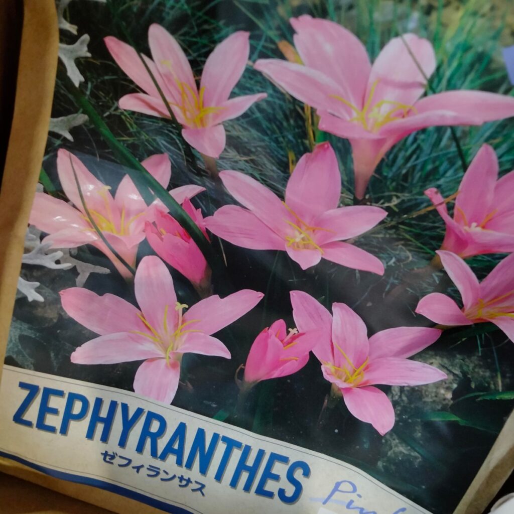 コストコホールセール川崎倉庫店２０２６年２月春植球根プレミアムコレクション百合（ゼフィランサス）