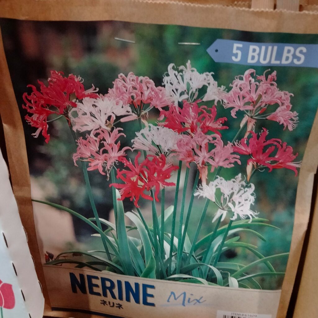 コストコホールセール川崎倉庫店２０２６年２月春植球根プレミアムコレクション　ネリネミックス