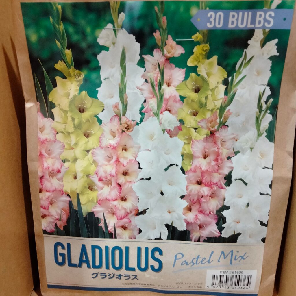 コストコホールセール川崎倉庫店２０２６年２月春植球根プレミアムコレクショングラジオラス