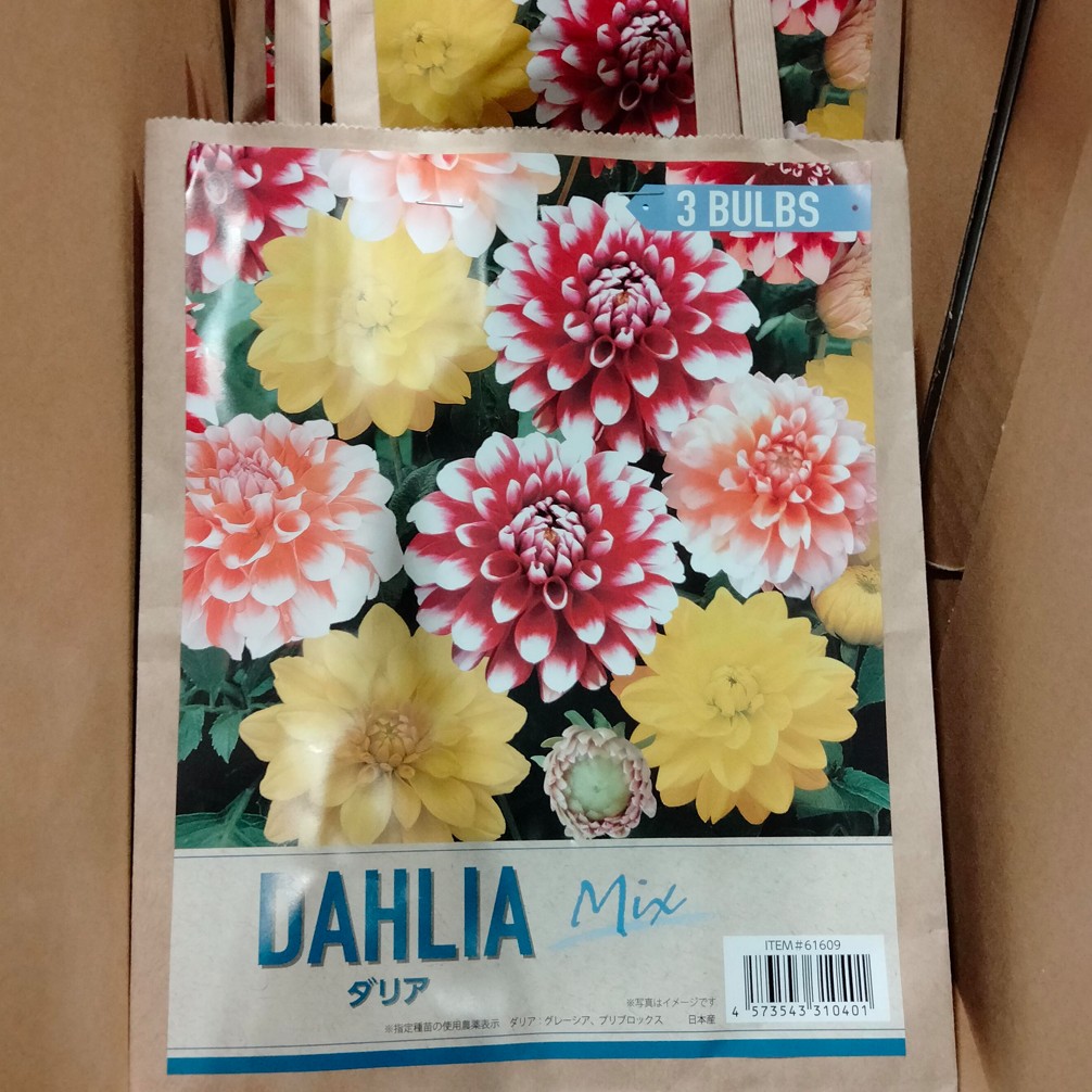 コストコホールセール川崎倉庫店２０２６年２月春植え球根ダリア