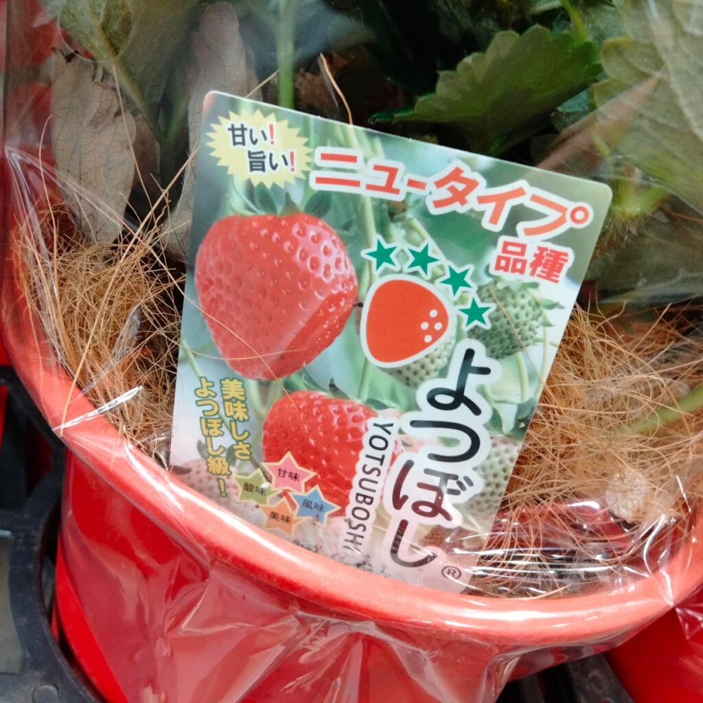 コストコホールセール川崎倉庫店２０２６年２月果樹苗いちご