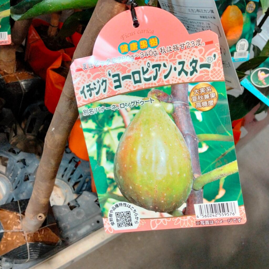 コストコホールセール川崎倉庫店２０２６年２月果樹苗いちじくヨーロピアンスター