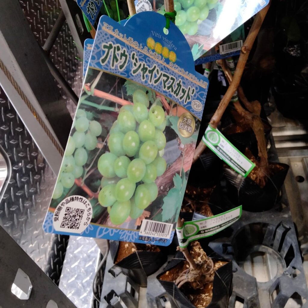コストコホールセール川崎倉庫店２０２６年２月果樹苗ぶどうシャインマスカット