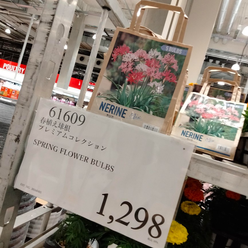 コストコホールセール川崎倉庫店２０２６年４月球根