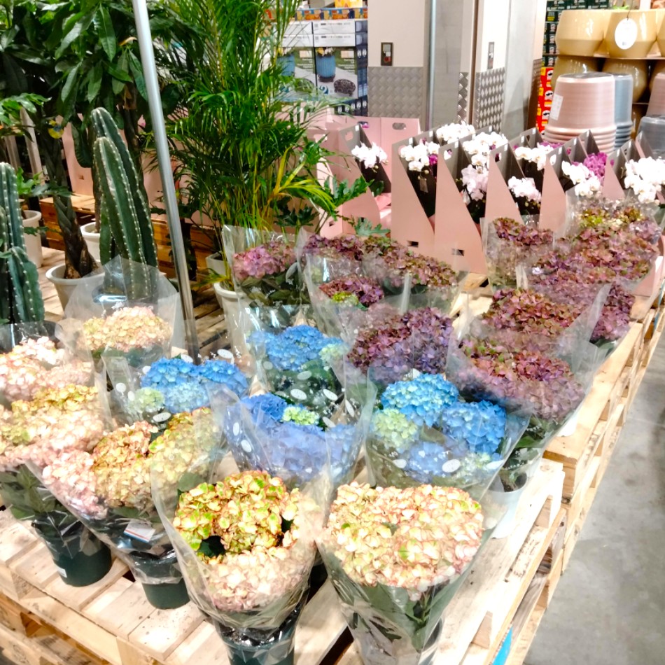 コストコホールセール川崎倉庫店２０２６年４月あじさい