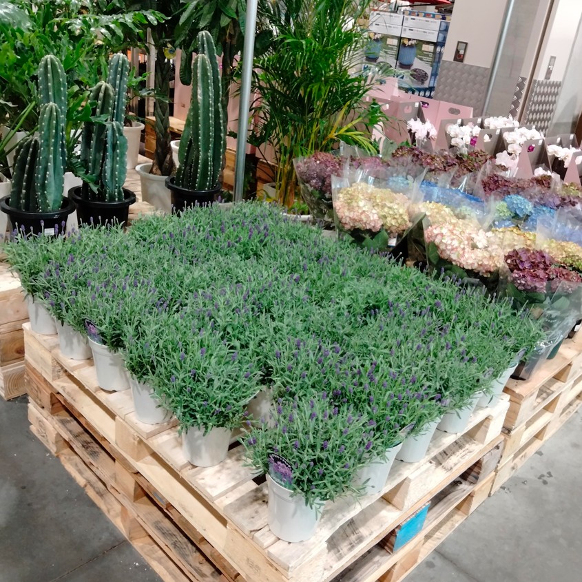 コストコホールセール川崎倉庫店２０２６年４月イングリッシュラベンダー鉢植え