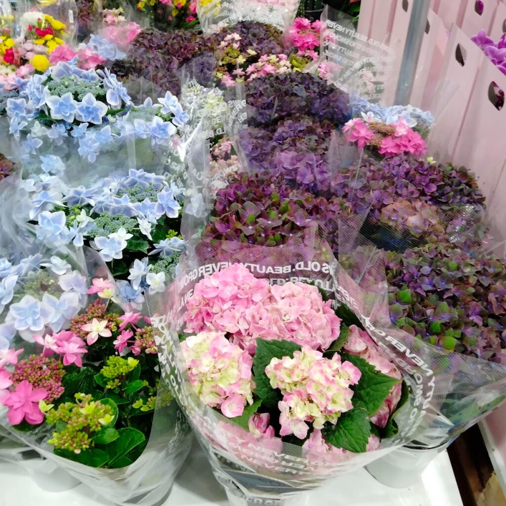 コストコホールセール守山倉庫店２０２６年４月（名古屋旅行）アジサイ鉢植え
