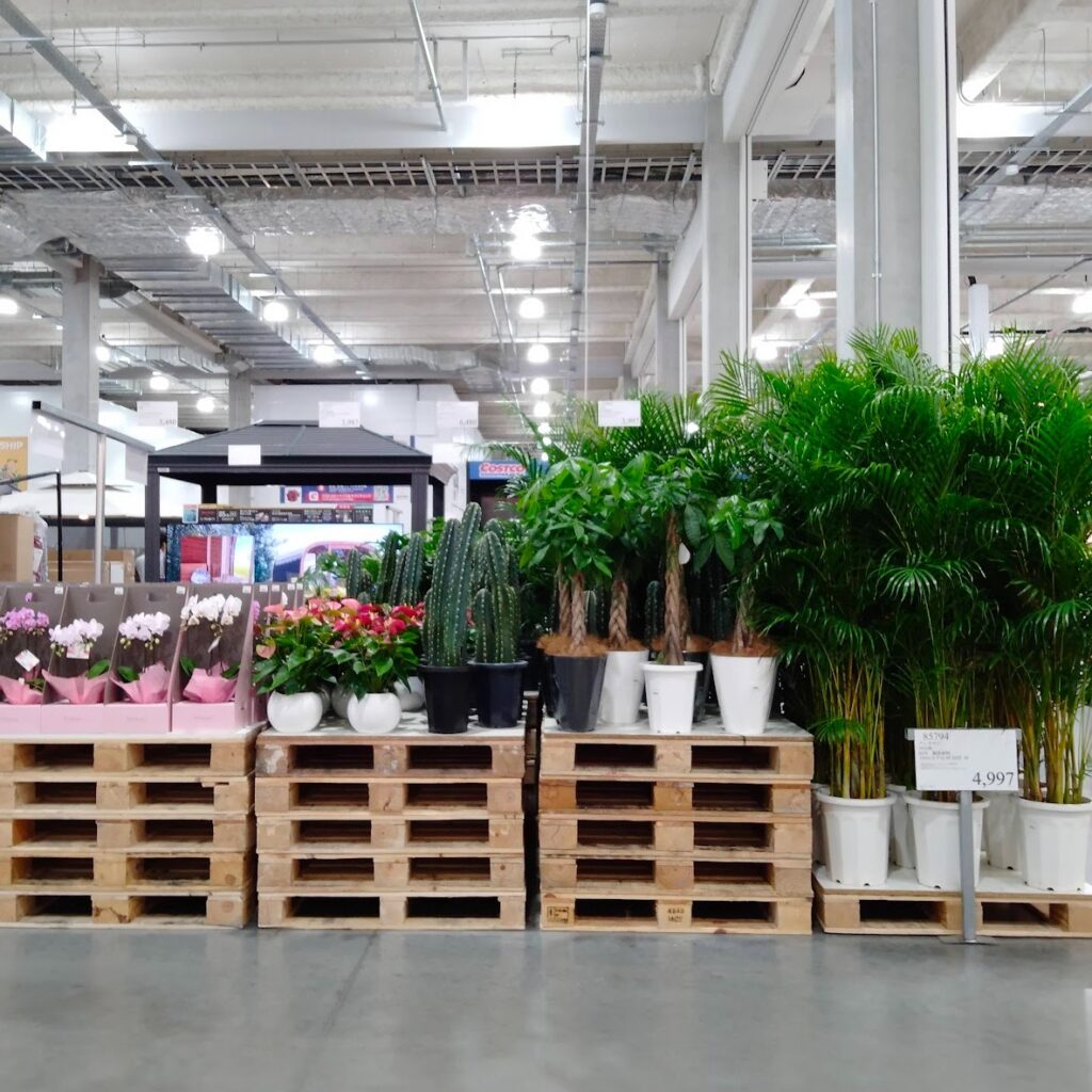 コストコホールセール守山倉庫店２０２６年４月（名古屋遠征）観葉植物と鉢植と花束のコーナー