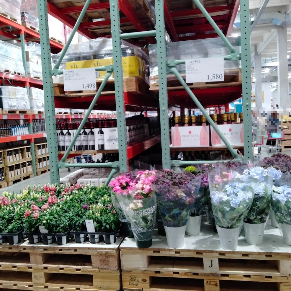 コストコホールセール守山倉庫店２０２６年４月鉢植え売り場