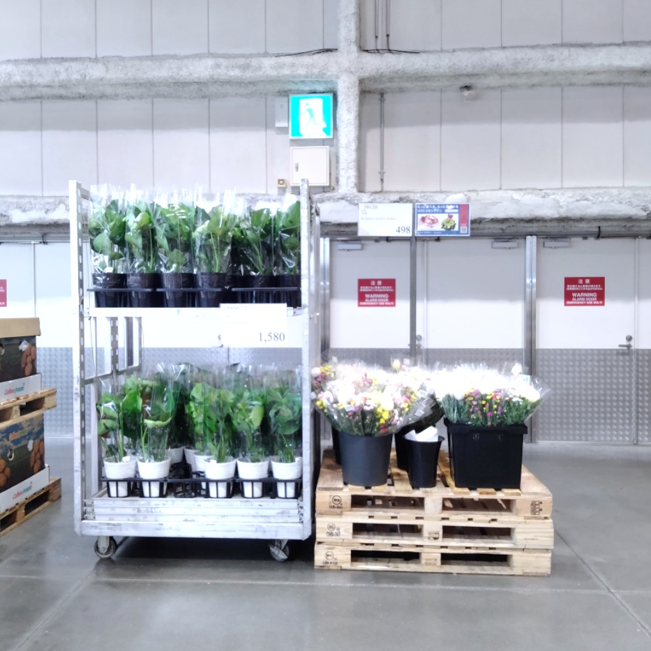 コストコホールセール川崎倉庫店２０２６年５月鉢植え・花束コーナー