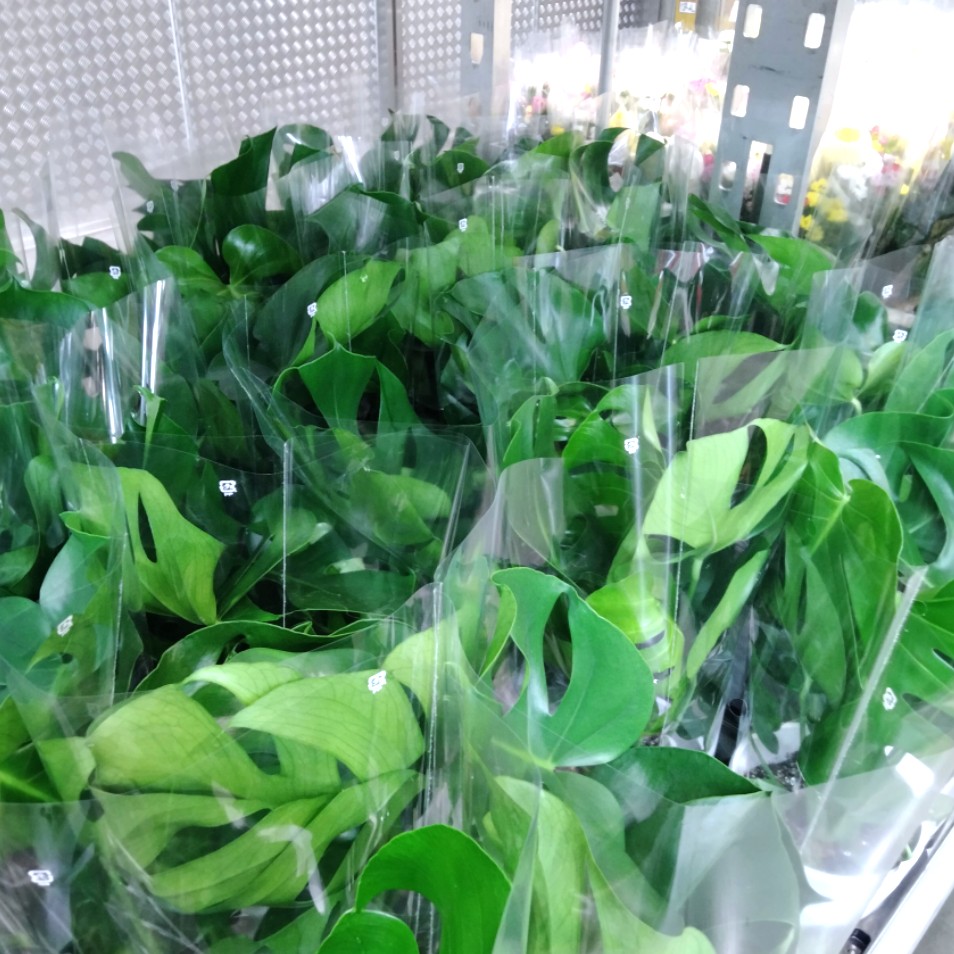 コストコホールセール川崎倉庫店２０２６年５月（モンステラ鉢植え）