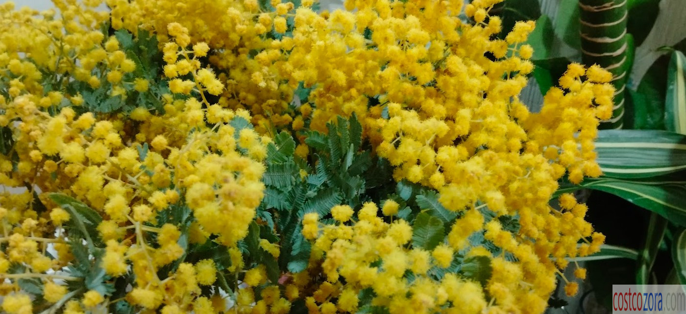 季節の花束グロワーズバンチ。ミモザ。