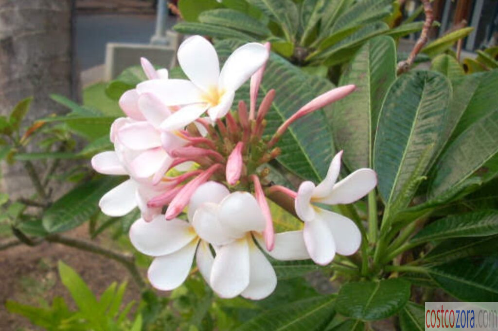 ハワイで見かけたプルメリアの花